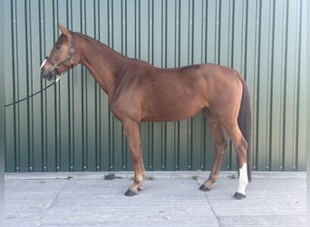 Oldenburg, Mare, 4 years, 16.3 hh, Chestnut