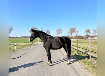 Oldenburg, Mare, 4 years, 16 hh, Bay-Dark