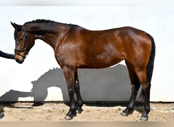 Oldenburg, Mare, 4 years, 16 hh, Bay-Dark