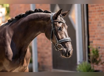 Oldenburg, Mare, 4 years, 16 hh, Black