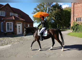 Oldenburg, Mare, 4 years, 16 hh, Black