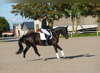 Oldenburg, Mare, 4 years, 16 hh, Black