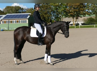 Oldenburg, Mare, 4 years, 16 hh, Black