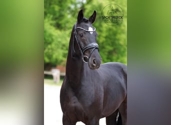 Oldenburg, Mare, 4 years, 16 hh, Black