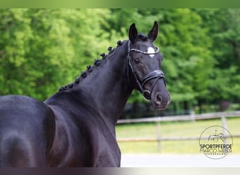 Oldenburg, Mare, 4 years, 16 hh, Black