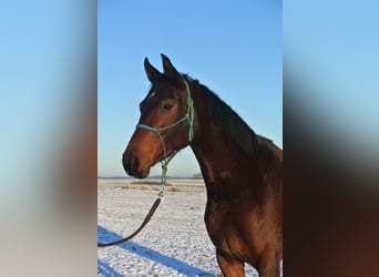Oldenburg, Mare, 4 years, 16 hh, Brown