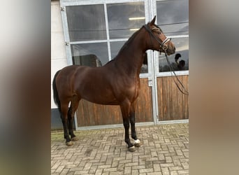 Oldenburg, Mare, 4 years, 16 hh, Brown