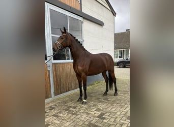 Oldenburg, Mare, 4 years, 16 hh, Brown