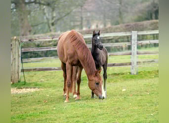 Oldenburg, Mare, 4 years, 16 hh, Chestnut
