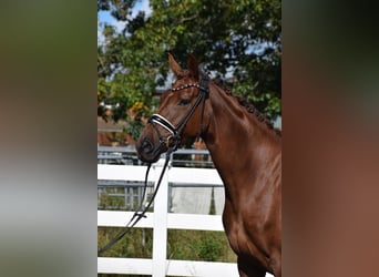 Oldenburg, Mare, 4 years, 16 hh, Chestnut