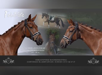 Oldenburg, Mare, 4 years, 16 hh, Chestnut