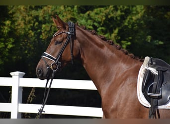 Oldenburg, Mare, 4 years, 16 hh, Chestnut