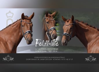 Oldenburg, Mare, 4 years, 16 hh, Chestnut
