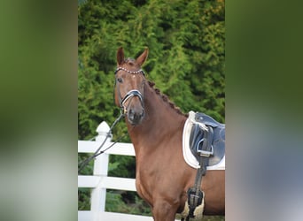 Oldenburg, Mare, 4 years, 16 hh, Chestnut