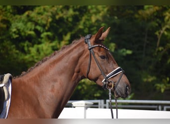 Oldenburg, Mare, 4 years, 16 hh, Chestnut