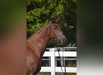 Oldenburg, Mare, 4 years, 16 hh, Chestnut