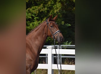 Oldenburg, Mare, 4 years, 16 hh, Chestnut