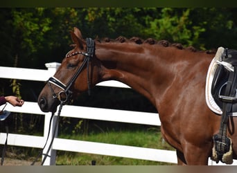 Oldenburg, Mare, 4 years, 16 hh, Chestnut