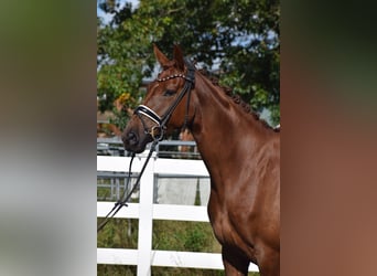 Oldenburg, Mare, 4 years, 16 hh, Chestnut