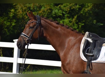 Oldenburg, Mare, 4 years, 16 hh, Chestnut