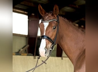 Oldenburg, Mare, 4 years, 16 hh, Chestnut-Red