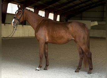 Oldenburg, Mare, 4 years, 16 hh, Chestnut-Red