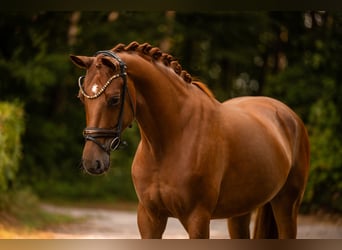 Oldenburg, Mare, 4 years, 16 hh, Chestnut-Red