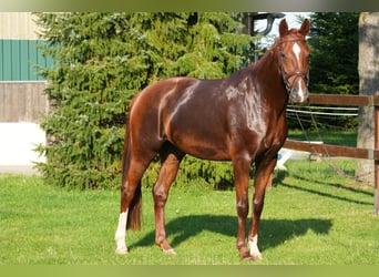 Oldenburg, Mare, 4 years, 16 hh, Chestnut-Red