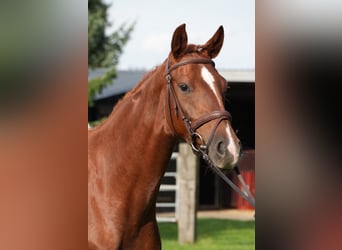 Oldenburg, Mare, 4 years, 16 hh, Chestnut-Red