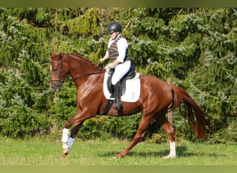 Oldenburg, Mare, 4 years, 16 hh, Chestnut-Red