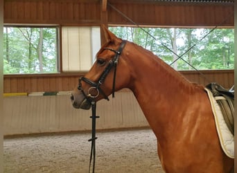 Oldenburg, Mare, 4 years, 16 hh, Chestnut-Red