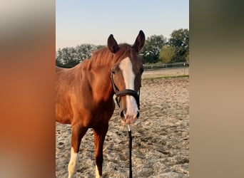 Oldenburg, Mare, 4 years, 16 hh, Chestnut-Red