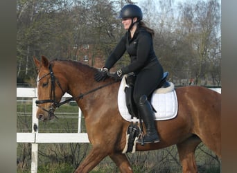 Oldenburg, Mare, 4 years, 16 hh, Chestnut-Red