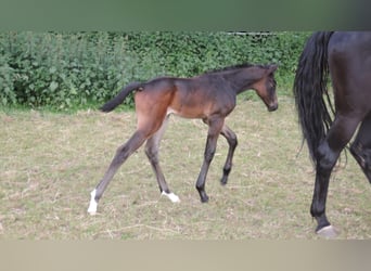 Oldenburg, Mare, 4 years, 16 hh, Smoky-Black