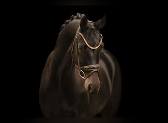 Oldenburg, Mare, 4 years, 16 hh, Smoky-Black