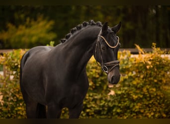 Oldenburg, Mare, 4 years, 16 hh, Smoky-Black