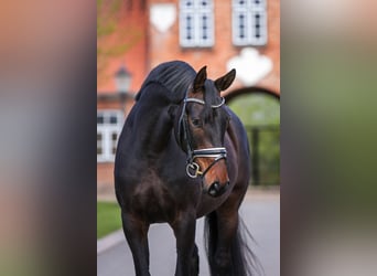 Oldenburger, Stute, 4 Jahre, 16 hh, Schwarzbrauner