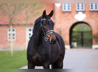 Oldenburger, Stute, 4 Jahre, 16 hh, Schwarzbrauner