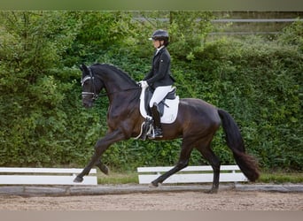 Oldenburg, Mare, 4 years, 16 hh, Smoky-Black