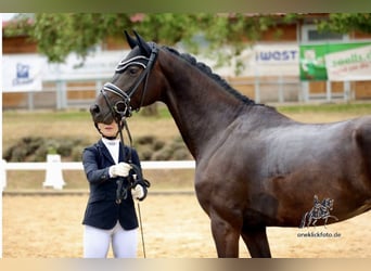 Oldenburg, Mare, 4 years, 16 hh, Smoky-Black
