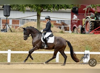 Oldenburg, Mare, 4 years, 16 hh, Smoky-Black