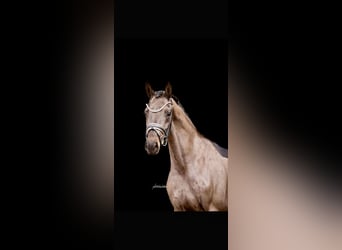 Oldenburg, Mare, 4 years, 16 hh, Smoky-Black