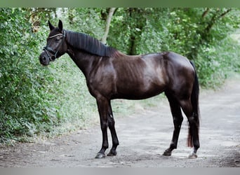Oldenburg, Mare, 4 years, 16 hh, Smoky-Black