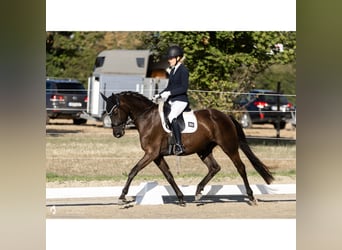 Oldenburg, Mare, 4 years, 16 hh, Smoky-Black