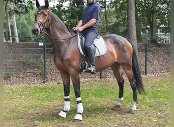 Oldenburg, Mare, 4 years, 16,1 hh, Bay-Dark