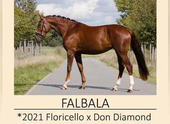 Oldenburg, Mare, 4 years, 16,1 hh, Bay-Dark