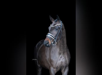 Oldenburg, Mare, 4 years, 16,1 hh, Bay-Dark
