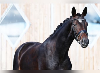 Oldenburg, Mare, 4 years, 16,1 hh, Bay-Dark