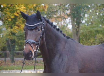 Oldenburg, Mare, 4 years, 16,1 hh, Bay-Dark