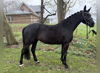 Oldenburg, Mare, 4 years, 16,1 hh, Black